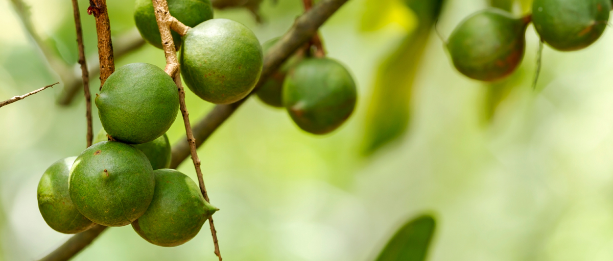 Searles Growing Macadamia in Australia